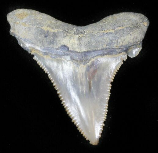 Bargain Angustidens Tooth - Megalodon Ancestor #30218